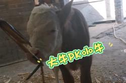 开云体育入口-小牛队在激烈比赛中胜出，实力强大