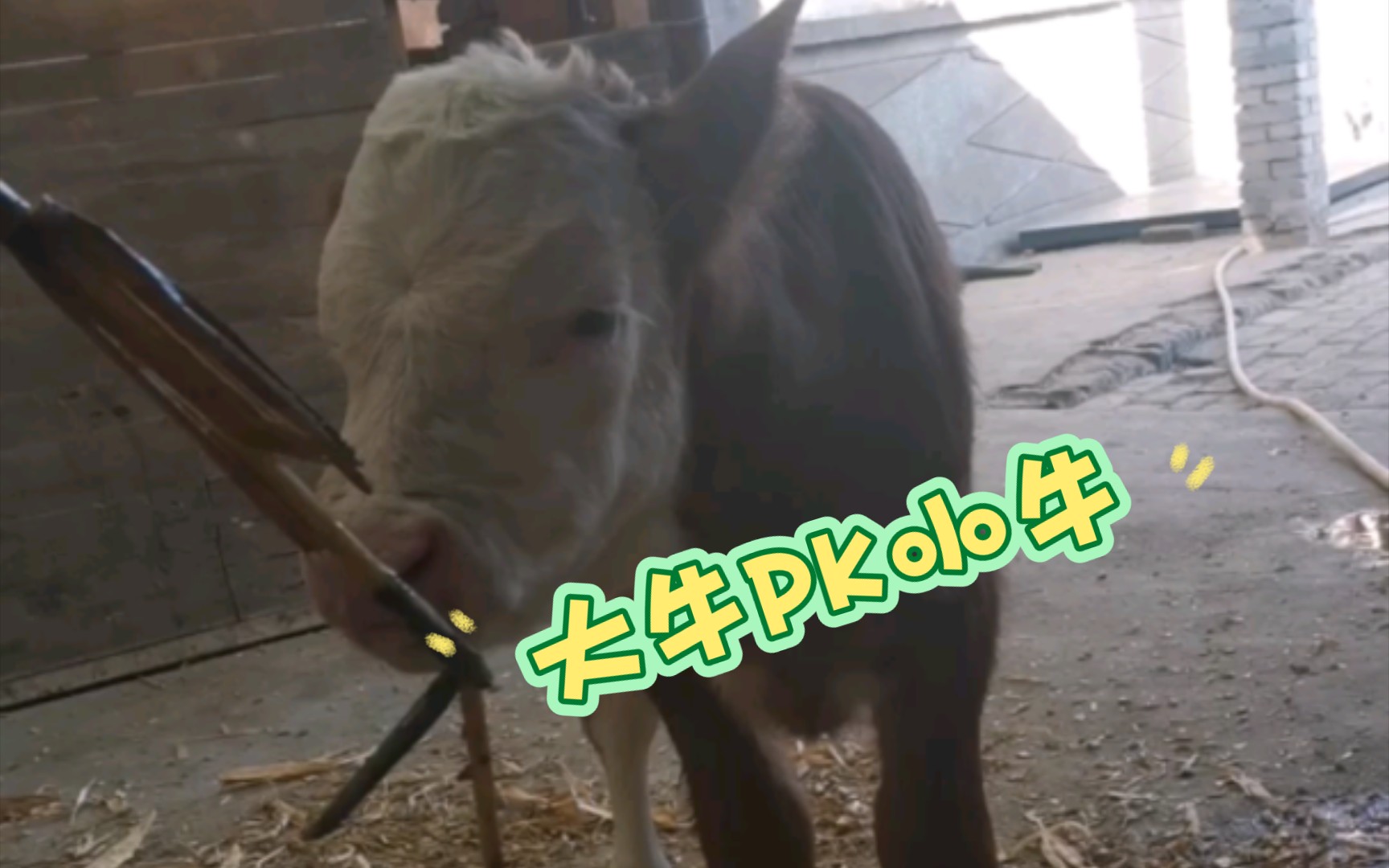 小牛队在激烈比赛中胜出，实力强大